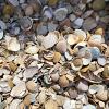 Schelpen bruin in bigbag 1m³