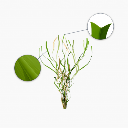 Royal Grass® Silk 35