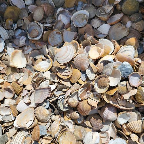 Schelpen bruin in bigbag 1m³